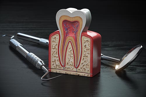 Cross section of tooth